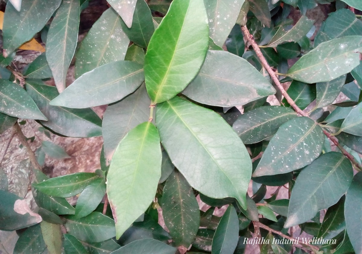 Tritaxis glabella var. glabella Thwaites